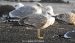 1-Goéland pontique | Larus cachinnans | Caspian Gull